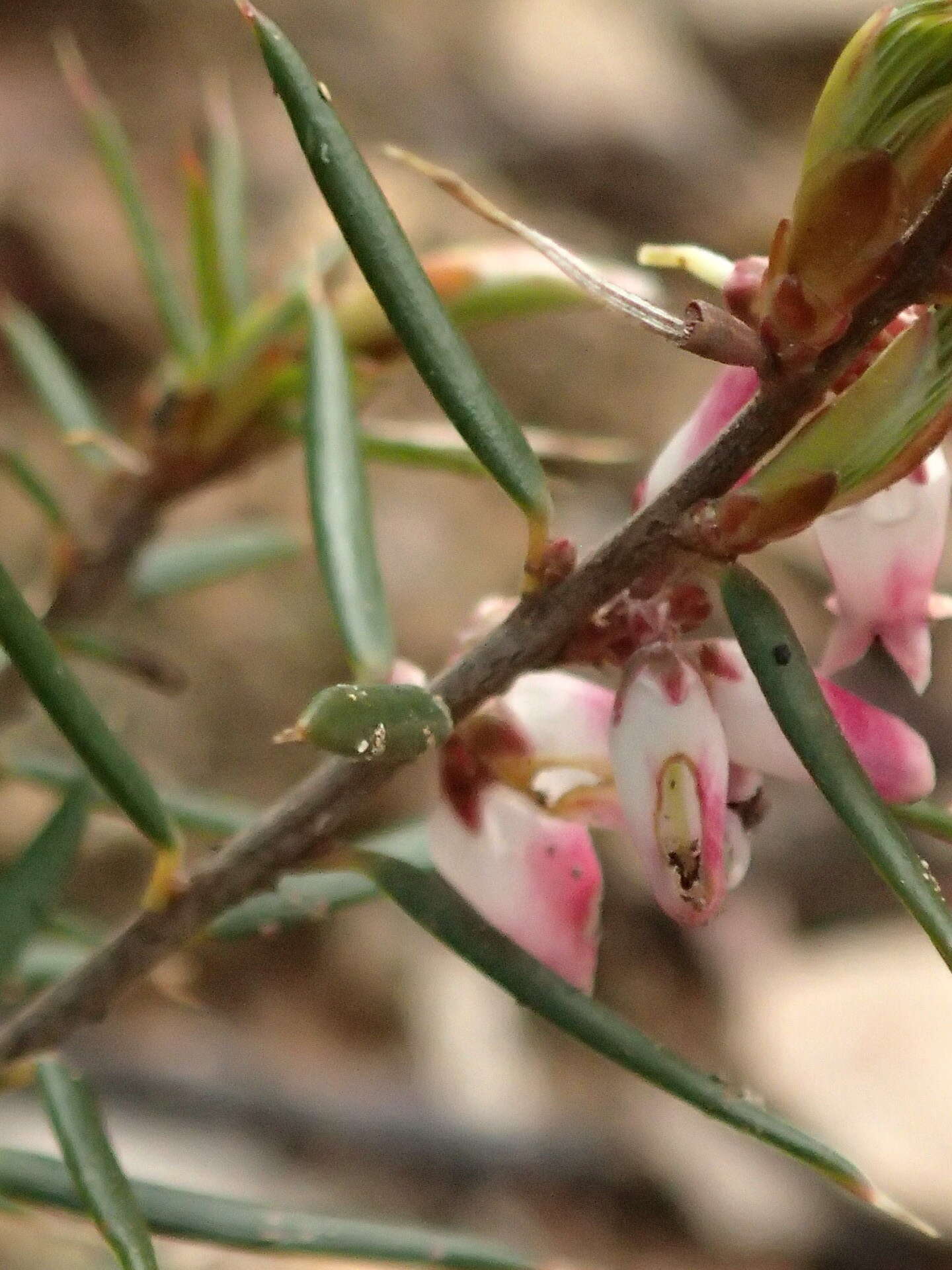 Image of Lissanthe strigosa subsp. subulata (R. Br.) J. M. Powell