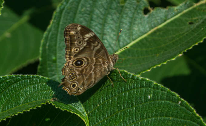 Image of Common Tree Brown