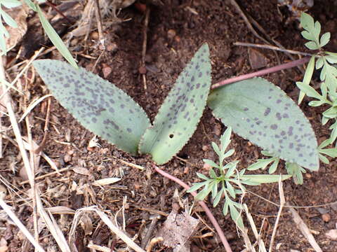 Imagem de Drimiopsis burkei subsp. burkei