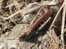 Imagem de Chorthippus (Glyptobothrus) maritimus Mistshenko 1951