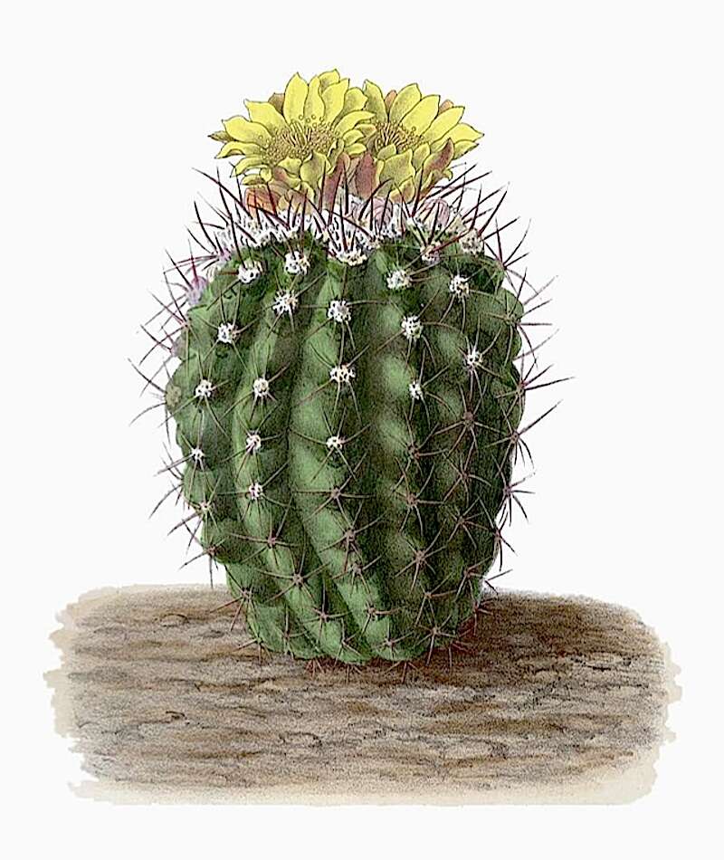 Image of Copiapoa coquimbana (Karw. ex Rümpler) Britton & Rose