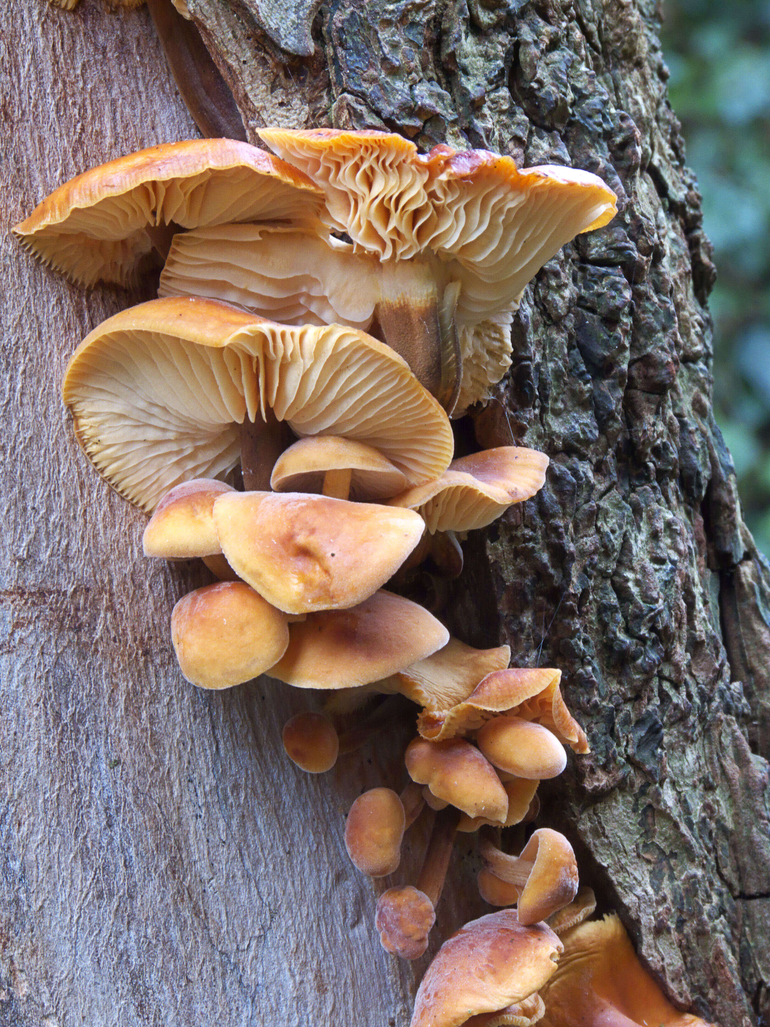 Plancia ëd Flammulina velutipes (Curtis) Singer 1951