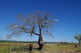 Image of white silk floss tree