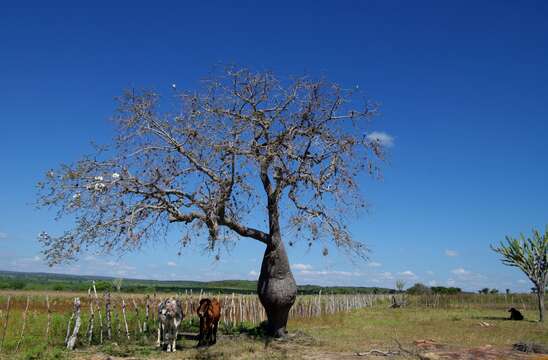 Image of Ceiba chodatii (Hassl.) P. Ravenna