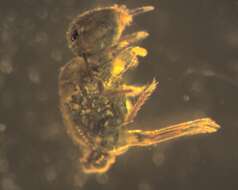 Image of globular springtail