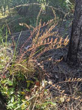 Liatris pauciflora Pursh resmi