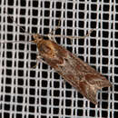 Ancylosis cinnamomella Duponchel 1836 resmi