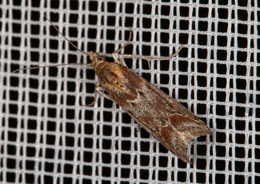 Ancylosis cinnamomella Duponchel 1836 resmi