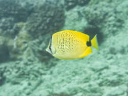 صورة Chaetodon miliaris Quoy & Gaimard 1825