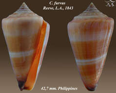 صورة Conus furvus Reeve 1843