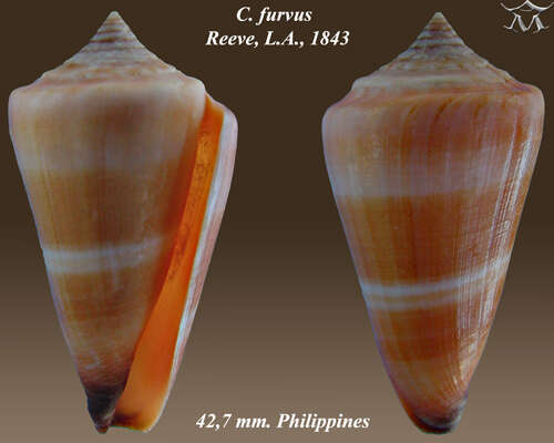 Image of Conus furvus Reeve 1843