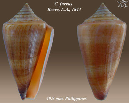 صورة Conus furvus Reeve 1843