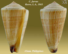 Image of Conus furvus Reeve 1843