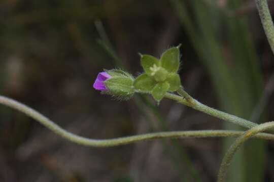 Image of New Zealand geranium