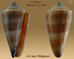 Image of Conus furvus Reeve 1843