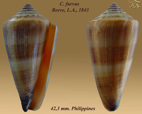 Image of Conus furvus Reeve 1843