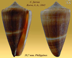 Image of Conus furvus Reeve 1843