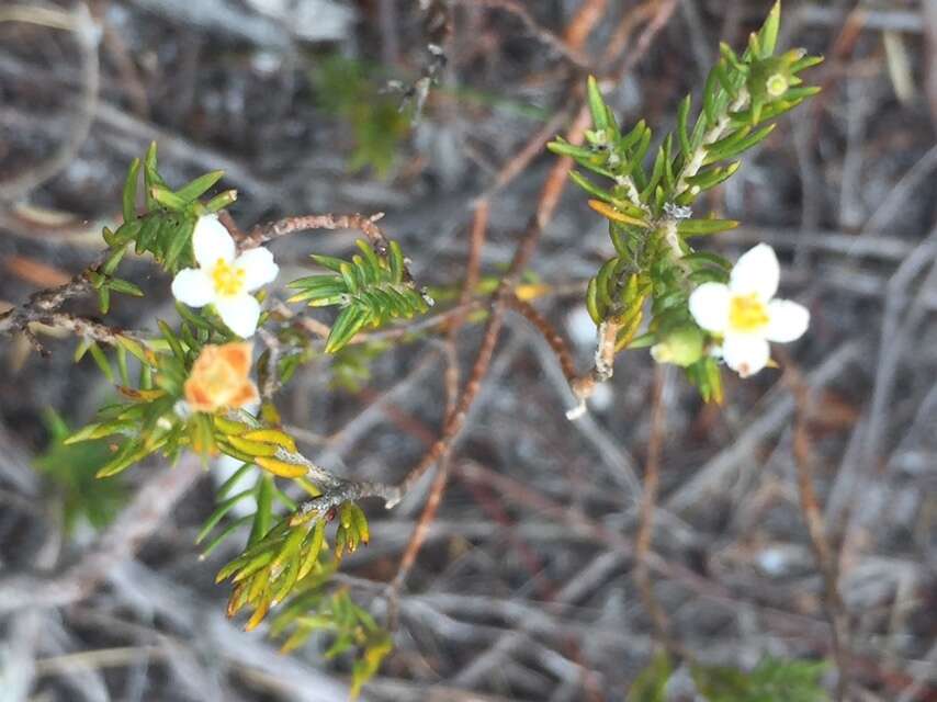 Image of Lachnaea filicaulis (Meissn.) J. B. P Beyers