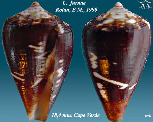 Image de Conus furnae Rolán 1990