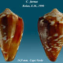 Image of Conus furnae Rolán 1990