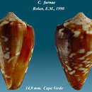 صورة Conus furnae Rolán 1990