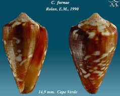 Image de Conus furnae Rolán 1990