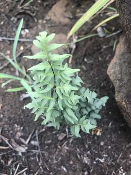 Cheilanthes involuta var. involuta的圖片