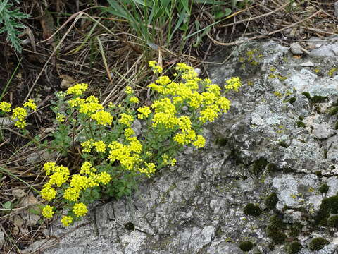 Слика од Alyssum obovatum (C. A. Mey.) Turcz.