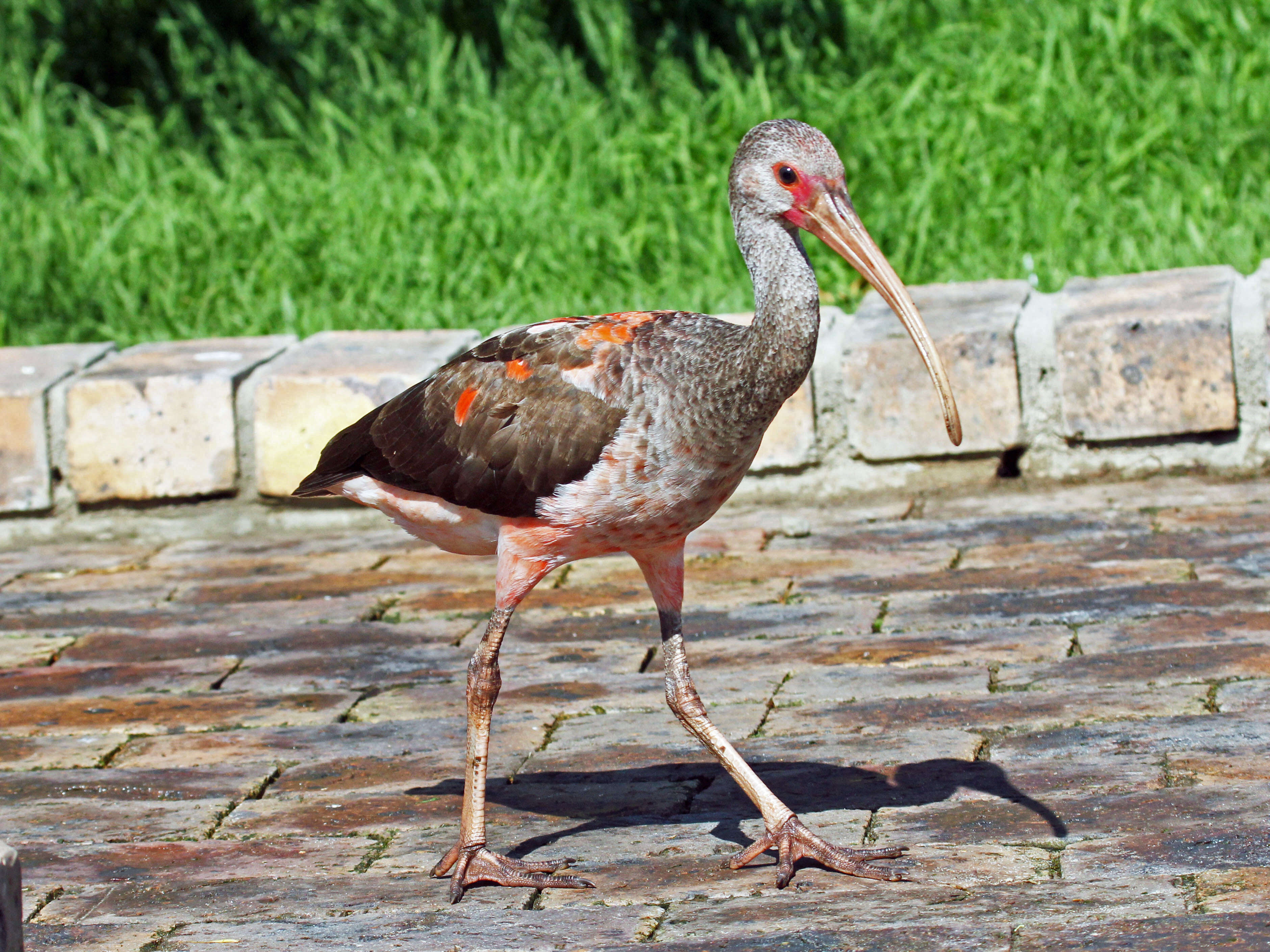 Image of Scarlet Ibis