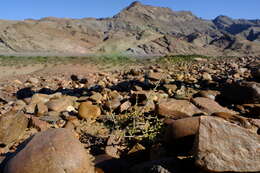 Image of Portulacaria fruticulosa (H. Pearson & Stephens) Bruyns & Klak