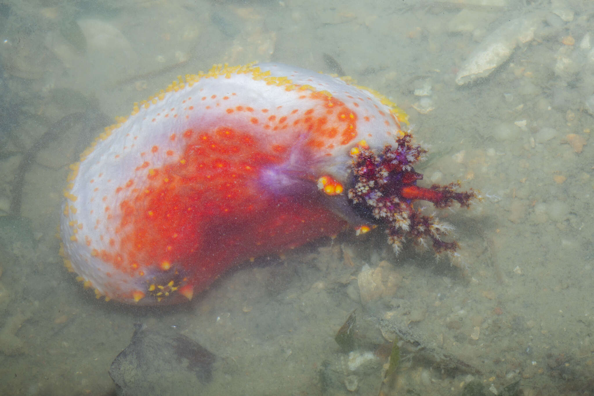 Image of Pseudocolochirus Pearson 1910