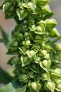 Imagem de Rumex japonicus Houtt.