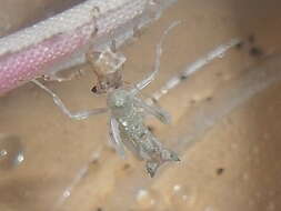 Image of Gambian Spotted-eye Flower Mantis