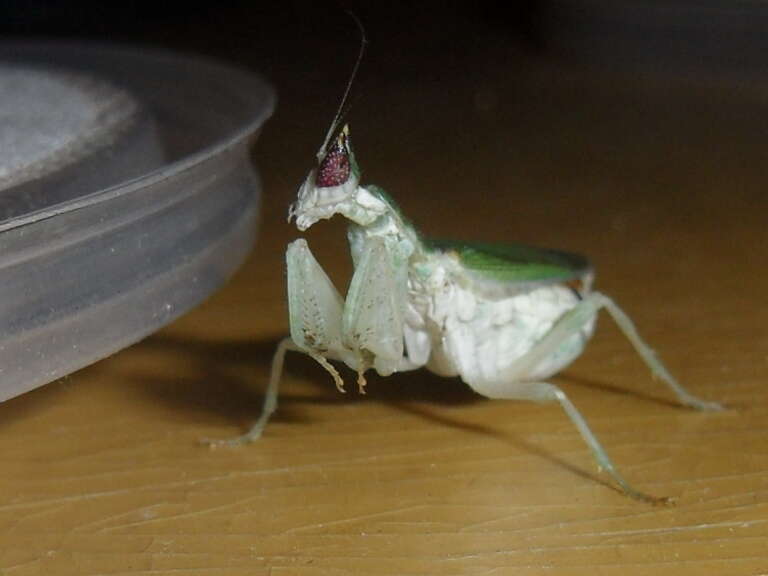 Image of Gambian Spotted-eye Flower Mantis