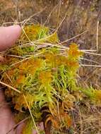 Image of Sphagnum missouricum Warnst. & Cardot