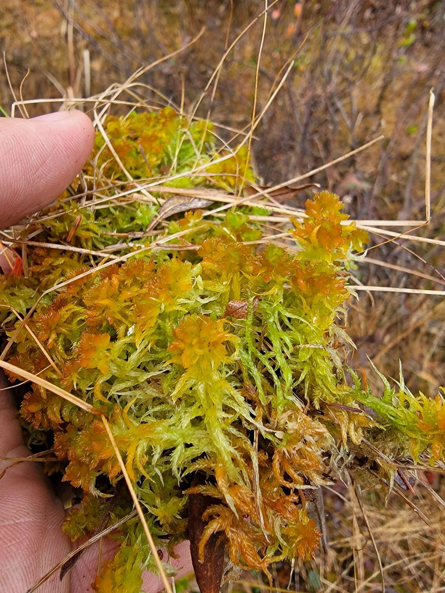 Image of Sphagnum missouricum Warnst. & Cardot