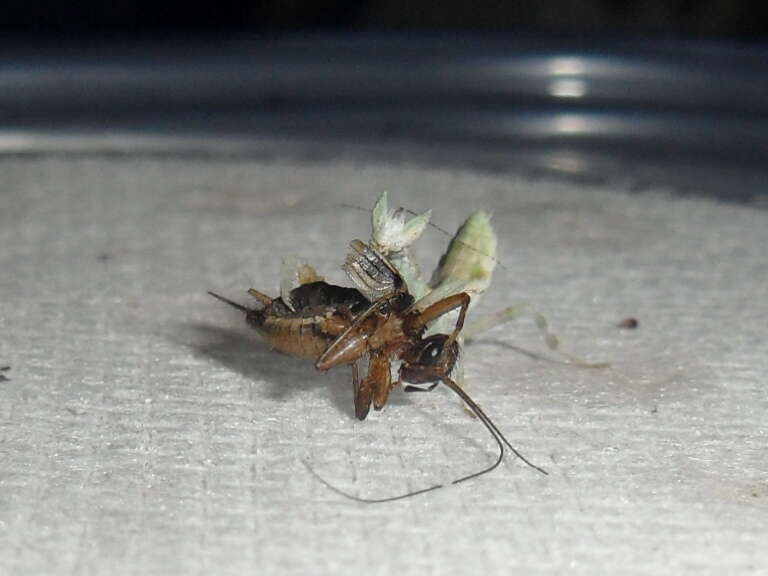 Image of Gambian Spotted-eye Flower Mantis