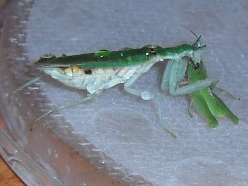 Image of Gambian Spotted-eye Flower Mantis