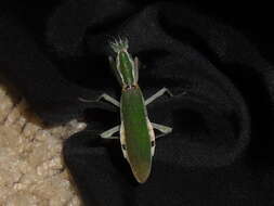 Image of Gambian Spotted-eye Flower Mantis