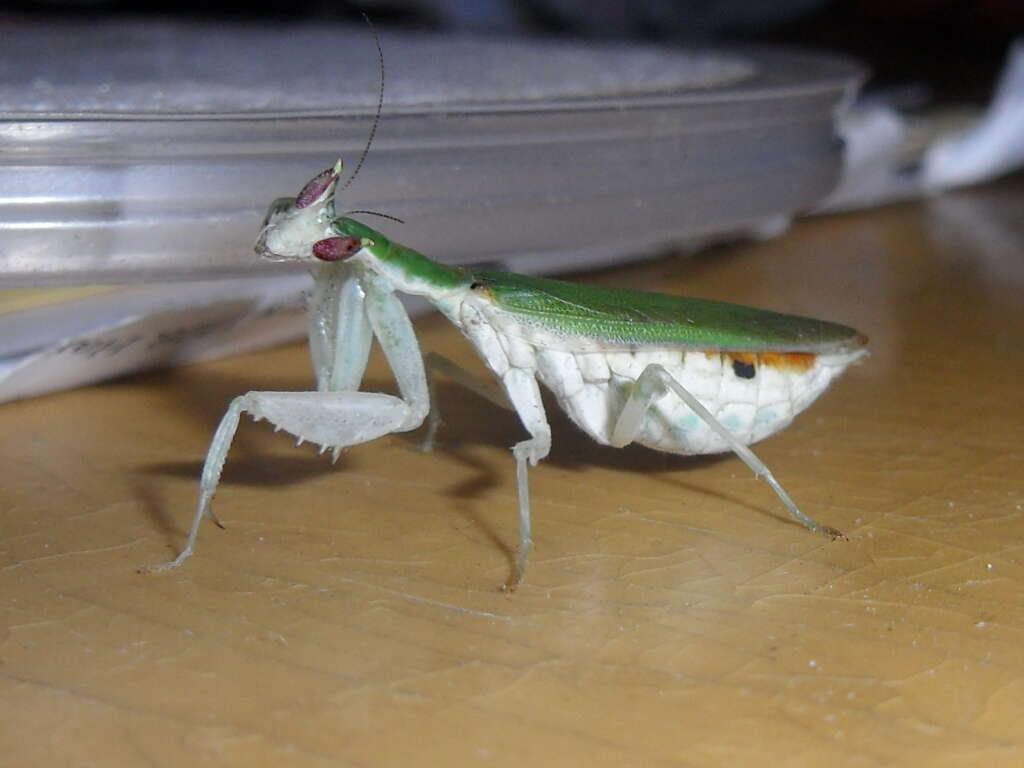 Image of Gambian Spotted-eye Flower Mantis