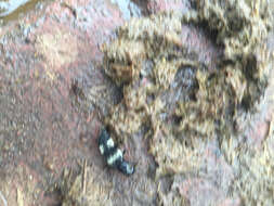 Image of Hairy Rove Beetle