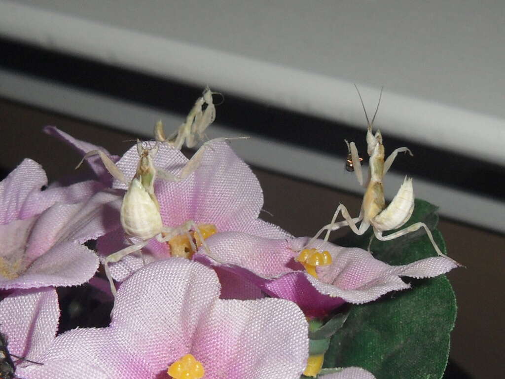 Image of Gambian Spotted-eye Flower Mantis