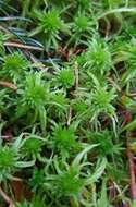 Image of flat-topped bog-moss