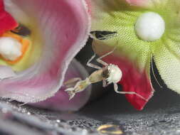 Image of Gambian Spotted-eye Flower Mantis