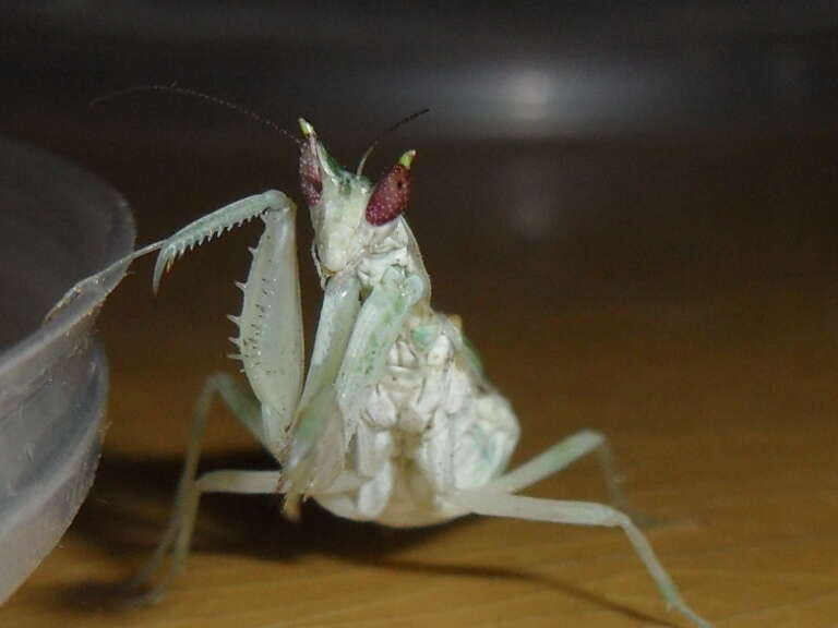 Image of Gambian Spotted-eye Flower Mantis