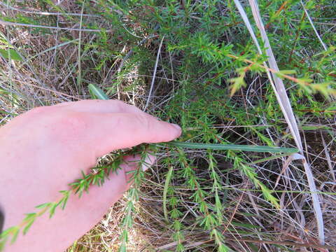 Image of Coastal-Plain St. John's-Wort