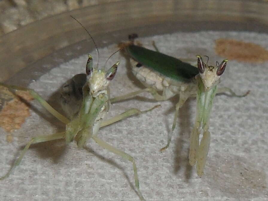 Image of Gambian Spotted-eye Flower Mantis