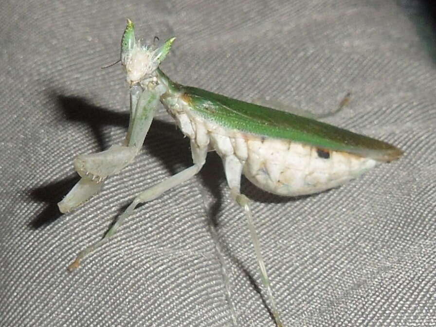 Image of Gambian Spotted-eye Flower Mantis