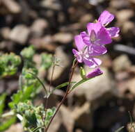 Image de Clarkia bottae (Spach) H. & M. Lewis