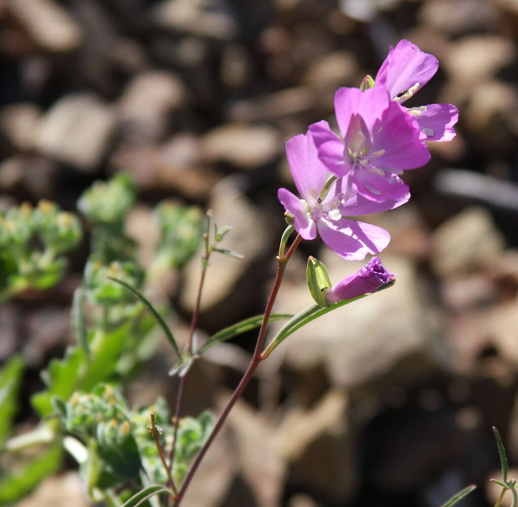 Слика од Clarkia bottae (Spach) H. & M. Lewis